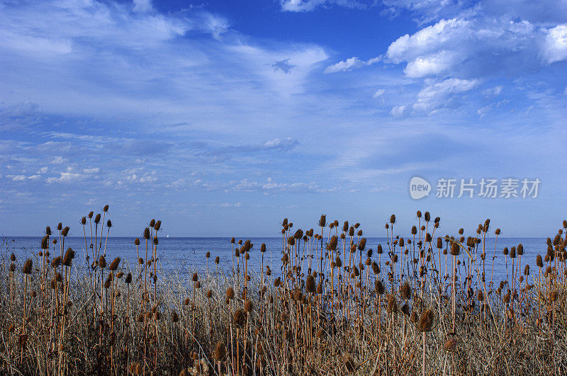 Cloudscape Over Pacific Ocean with蓟在前景